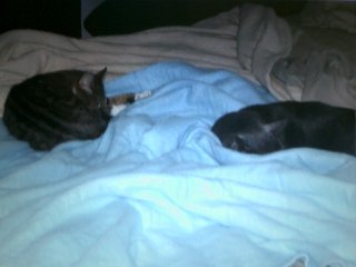 Lost Cats in Huntington Beach