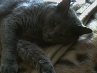 Smokey, missing cat in Greenville, SC